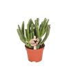 Geldbaum ‚Hobbit' – Crassula ovata