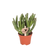 Geldbaum ‚Hobbit' – Crassula ovata