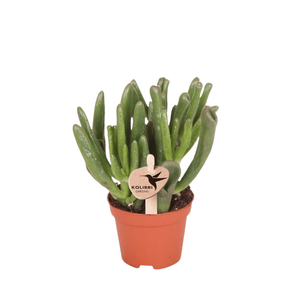 Geldbaum ‚Hobbit' – Crassula ovata