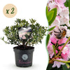 Zwerg-Rhododendron ‚Bloombux Magenta' – Rhododendron