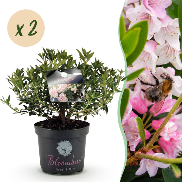 Zwerg-Rhododendron ‚Bloombux Magenta' – Rhododendron