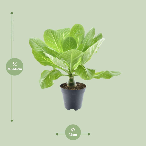 Hawaii-Palme – Brighamia insignis – Ansicht 4
