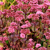 Fetthenne ‚Matrona' – Sedum – Ansicht 8