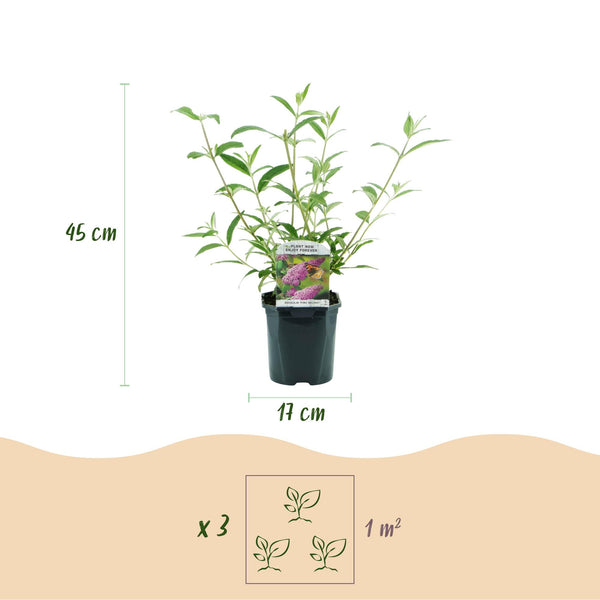 Schmetterlingsstrauch ‚Pink Delight' – Buddleja davidii – Ansicht 3