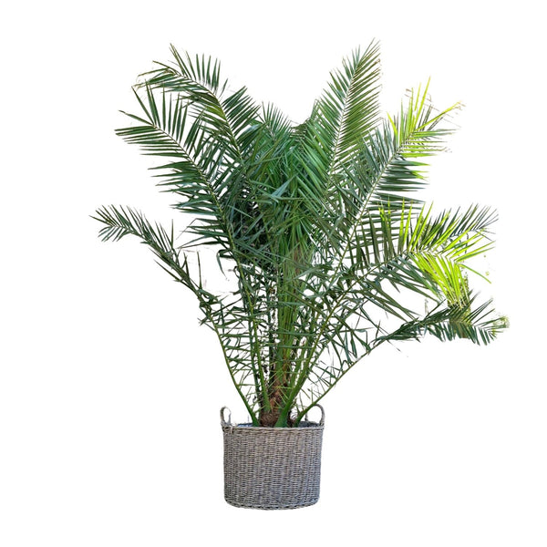 Kanarische Dattelpalme – Phoenix canariensis