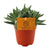 Dickblatt ‚Tenelli' – Crassula