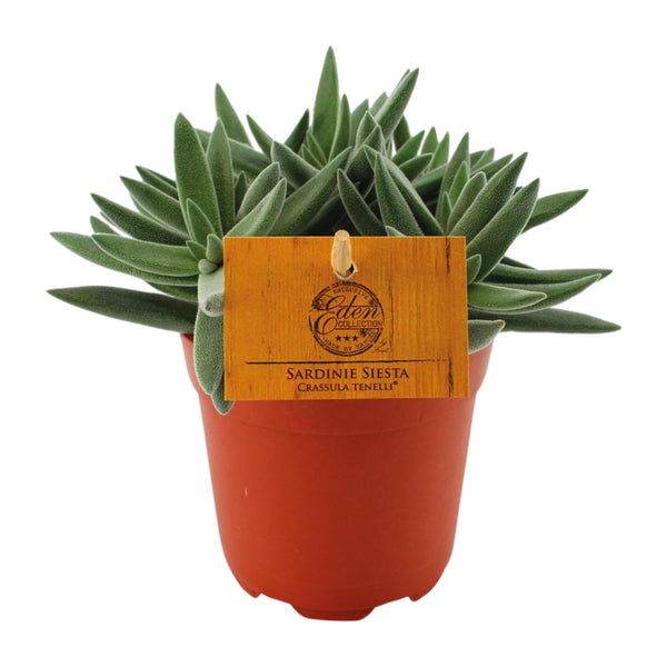 Dickblatt ‚Tenelli' – Crassula