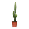 Wolfsmilch – Euphorbia acrurensis – Ø 17 cm · 50 cm