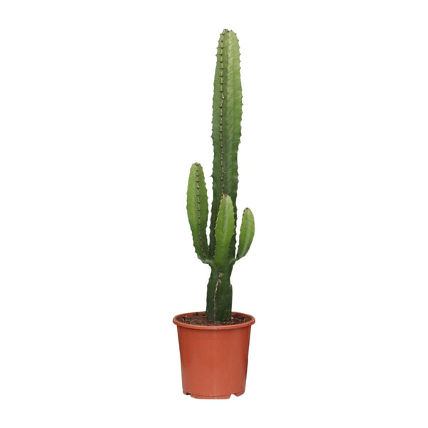 Wolfsmilch – Euphorbia acrurensis – Ø 17 cm · 50 cm