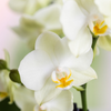 Orchideen-Set „Diabolo Twin White" – 2 Phalaenopsis ‚Lausanne' – Ansicht 2