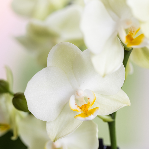 Orchideen-Set „Diabolo Twin White" – 2 Phalaenopsis ‚Lausanne' – Ansicht 2