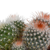 Kakteen-Set „Kugelkaktus-Mix“ – 3 Kugelkakteen – Ansicht 11