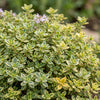 Zitronen-Thymian ‚Sambesi' – Thymus citriodorus – Ansicht 5