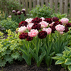 Tulpe ‚Sweet Desire Mix' – Tulipa – Ansicht 2