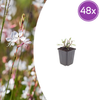 Prachtkerze ‚Whirling Butterflies' – Gaura lindheimeri