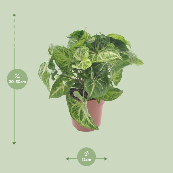 Purpurtute ‚Arrow' – Syngonium podophyllum – Ansicht 2