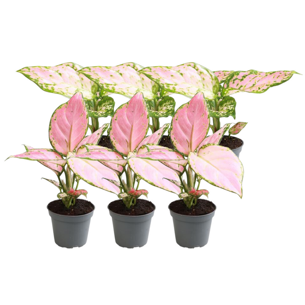 Kolbenfaden-Mix – Aglaonema