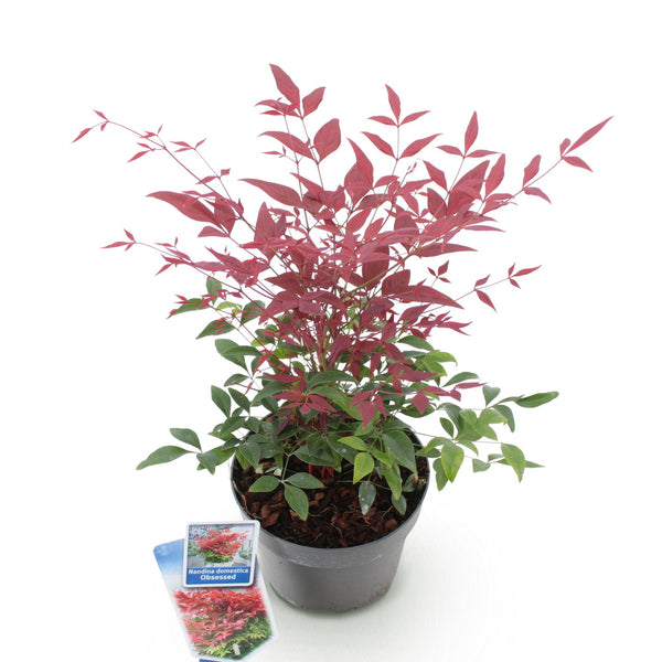 Himmelsbambus ‚Obsessed' – Nandina domestica – Ansicht 2