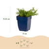 Polster-Phlox ‚MacDaniel's Cushion' – Phlox subulata – Ansicht 3