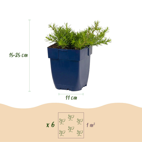 Polster-Phlox ‚MacDaniel's Cushion' – Phlox subulata – Ansicht 3