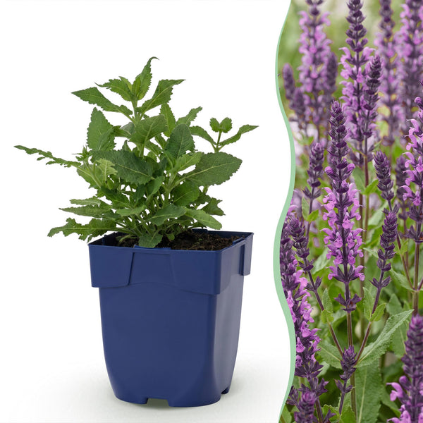 Steppensalbei ‚Sensation Deep Pink' – Salvia nemorosa