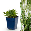 Steppensalbei ‚Schneehügel' – Salvia nemorosa