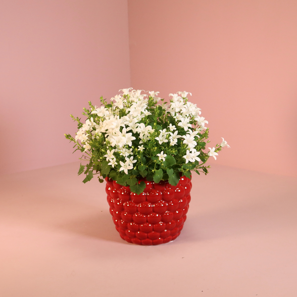 Glockenblume ‚Addenda Ambella White' – Campanula – Ansicht 3