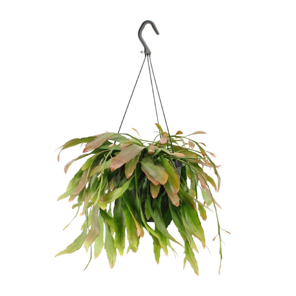 Korallenkaktus ‚Red Coral' – Rhipsalis