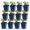Blut-Storchschnabel ‚Album' – Geranium sanguineum