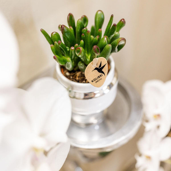Rhipsalis – Rhipsalis – Ansicht 2