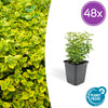 Kriechspindel ‚Emerald 'n Gold' – Euonymus fortunei
