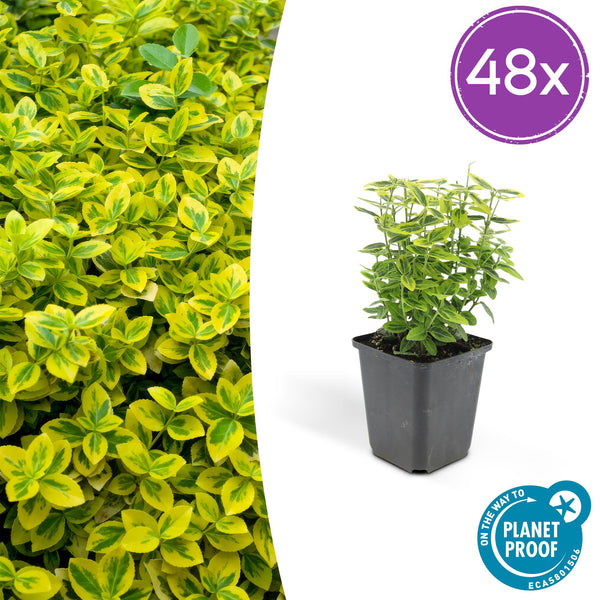 Kriechspindel ‚Emerald 'n Gold' – Euonymus fortunei