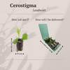 Hornnarbe – Ceratostigma – Ansicht 4