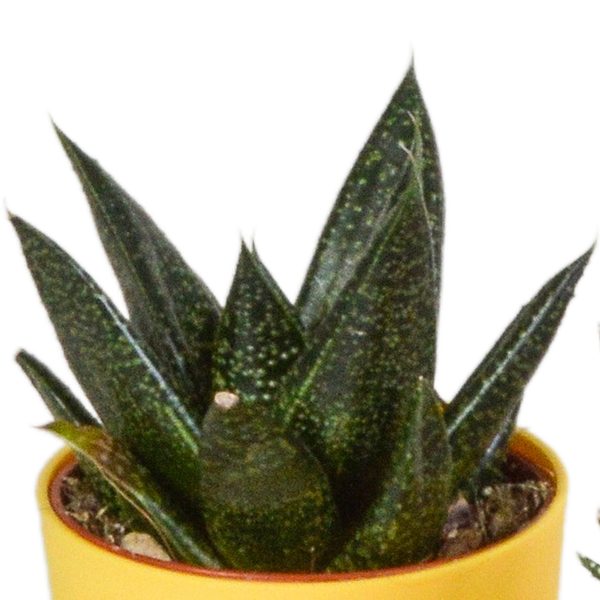 Sukkulenten-Set „Gasteria & Haworthia-Mix" – Gasterien und Haworthien – Ansicht 15