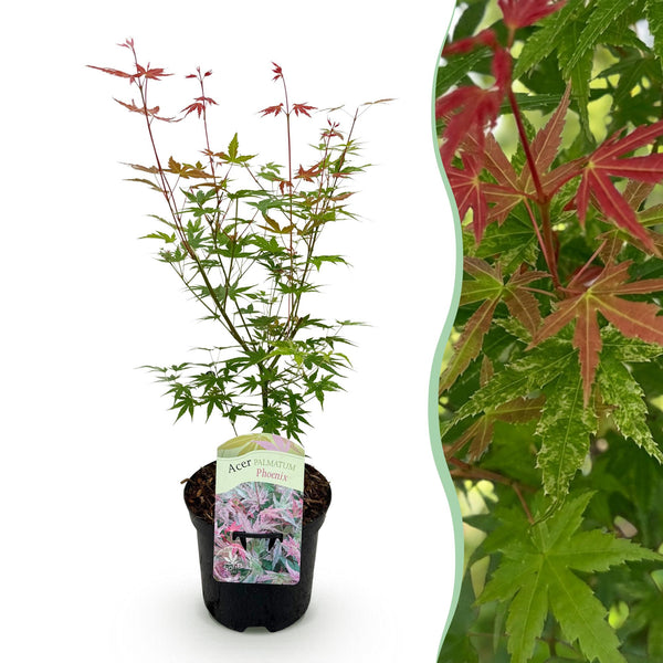 Fächerahorn ‚Phoenix' – Acer palmatum