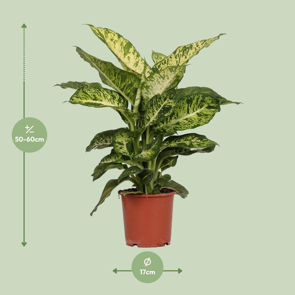 Dieffenbachie ‚Mars' – Dieffenbachia – Ansicht 2