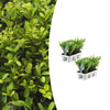 Japanische Stechpalme ‚Jenny' – Ilex crenata