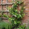 Sternjasmin – Trachelospermum jasminoides – Ansicht 4