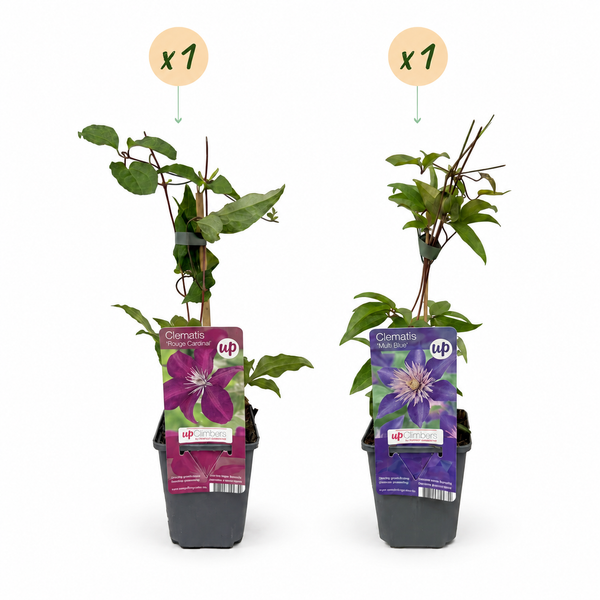Clematis-Set „Duo Blue & Red“ – Waldreben in Blau und Rot – Ansicht 2