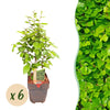 Hainbuche – Carpinus betulus