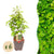 Hainbuche – Carpinus betulus