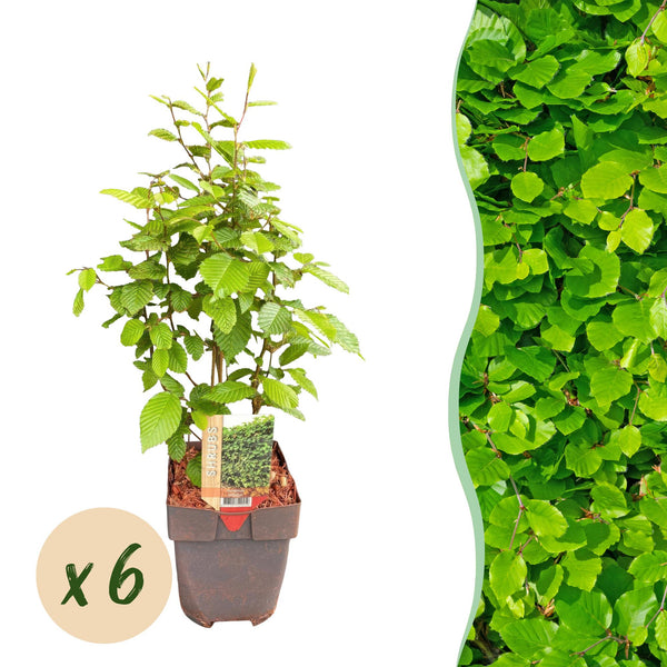 Hainbuche – Carpinus betulus