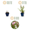 Prachtkerze Duo-Mix – Gaura lindheimeri – Ansicht 4