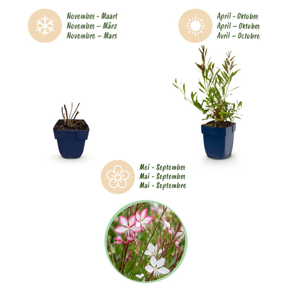 Prachtkerze Duo-Mix – Gaura lindheimeri – Ansicht 4
