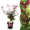 Japanischer Ahorn ‚Shaina' – Acer palmatum – Ø 19 cm · 70 cm, 1 Stück