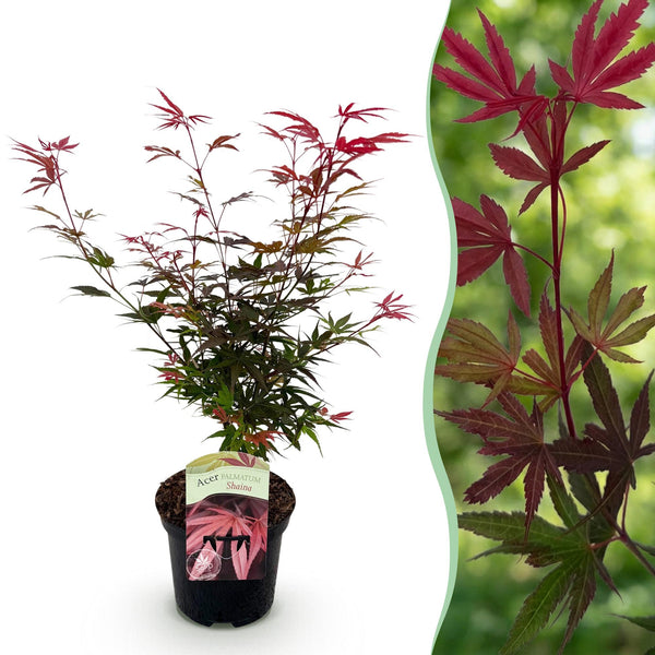 Japanischer Ahorn ‚Shaina' – Acer palmatum – Ø 19 cm · 70 cm, 1 Stück