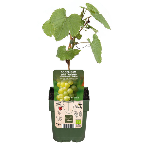Weinrebe ‚Johanniter' – Vitis vinifera – Ansicht 4