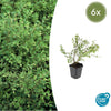 Korallenbeere ‚Hancock' – Symphoricarpos chenaultii