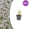Prachtkerze – Gaura lindheimeri