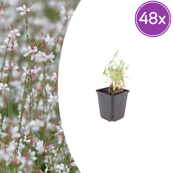 Prachtkerze – Gaura lindheimeri